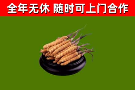 京山市烟酒回收冬虫夏草.jpg